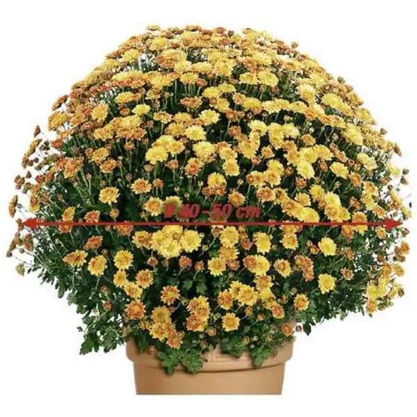 Bild 1 von Chrysanthemenbusch