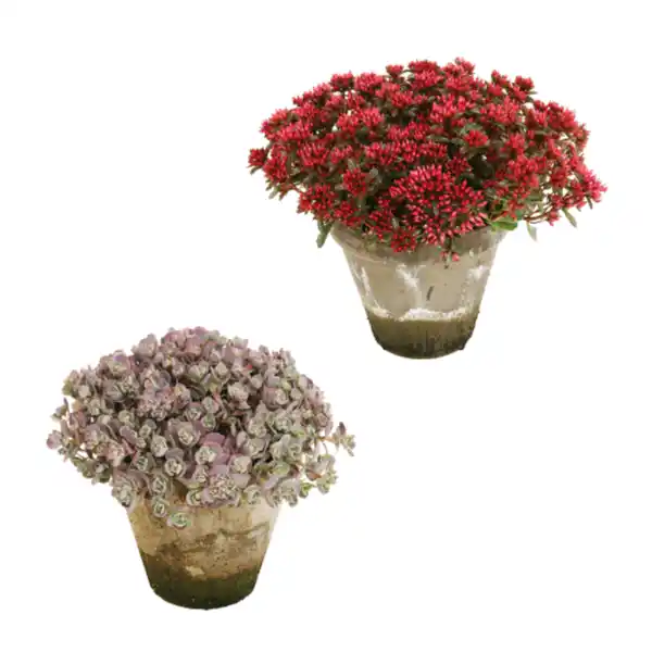 Bild 1 von GARDENLINE Sedum