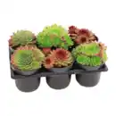 Bild 1 von GARDENLINE Sempervivum