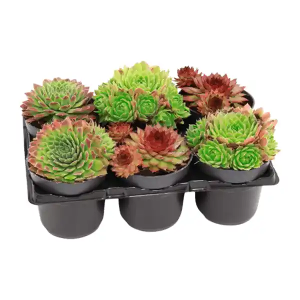 Bild 1 von GARDENLINE Sempervivum