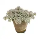 Bild 2 von GARDENLINE Sedum