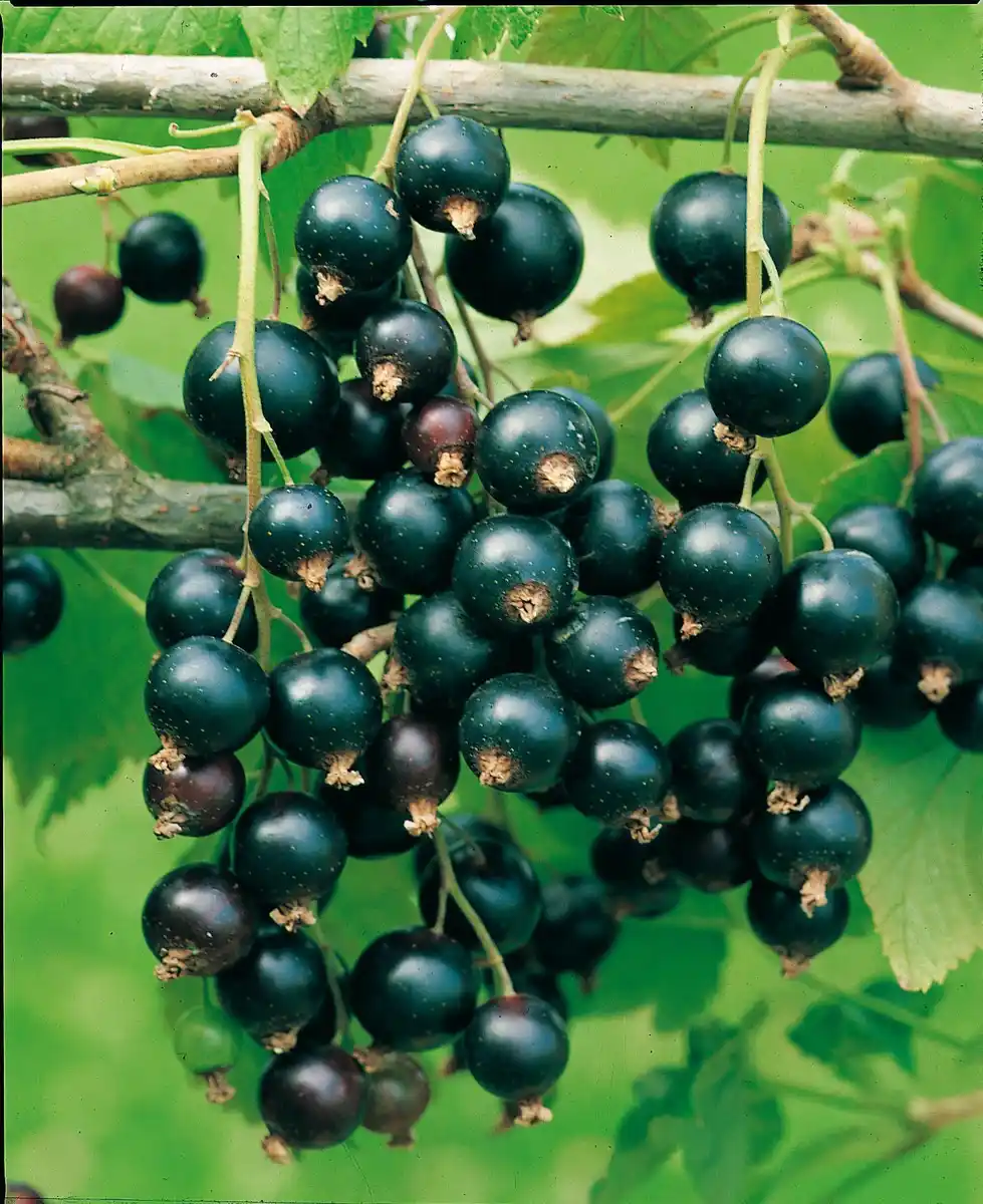 Bild 3 von Beerenobst auf Stamm