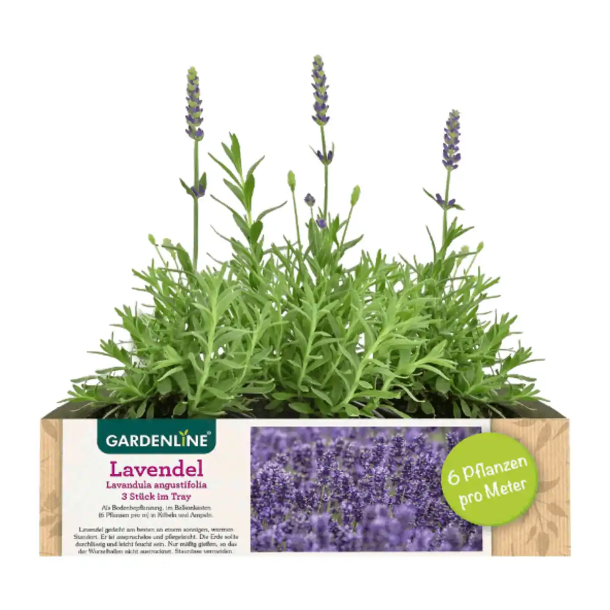 Bild 1 von GARDENLINE Lavendel