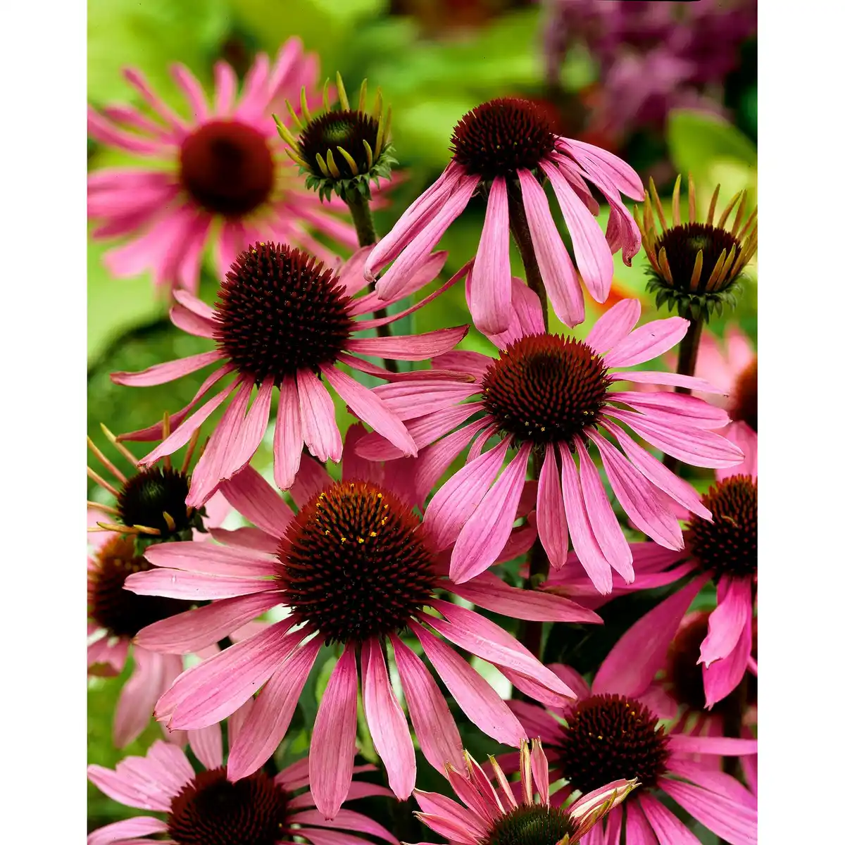 Bild 1 von Sonnenhut 13 cm Topf