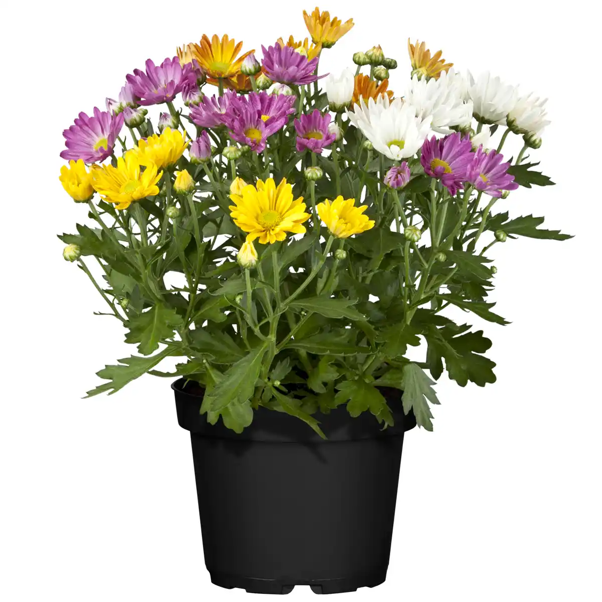 Bild 1 von toom Chrysanthemen-Quattro 12 cm Topf