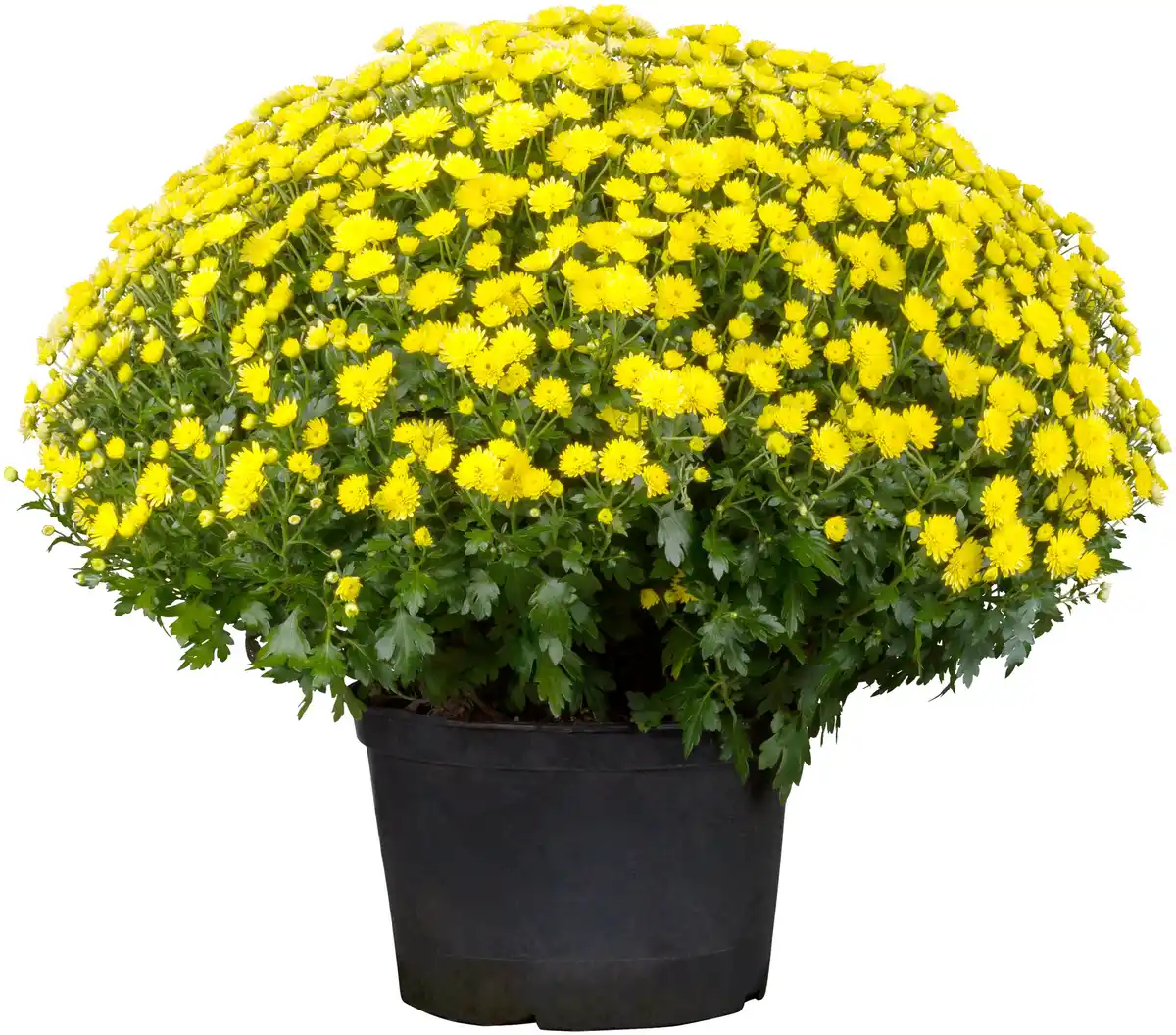 Bild 1 von Chrysanthemen Busch Ø 45 cm 19 cm Topf