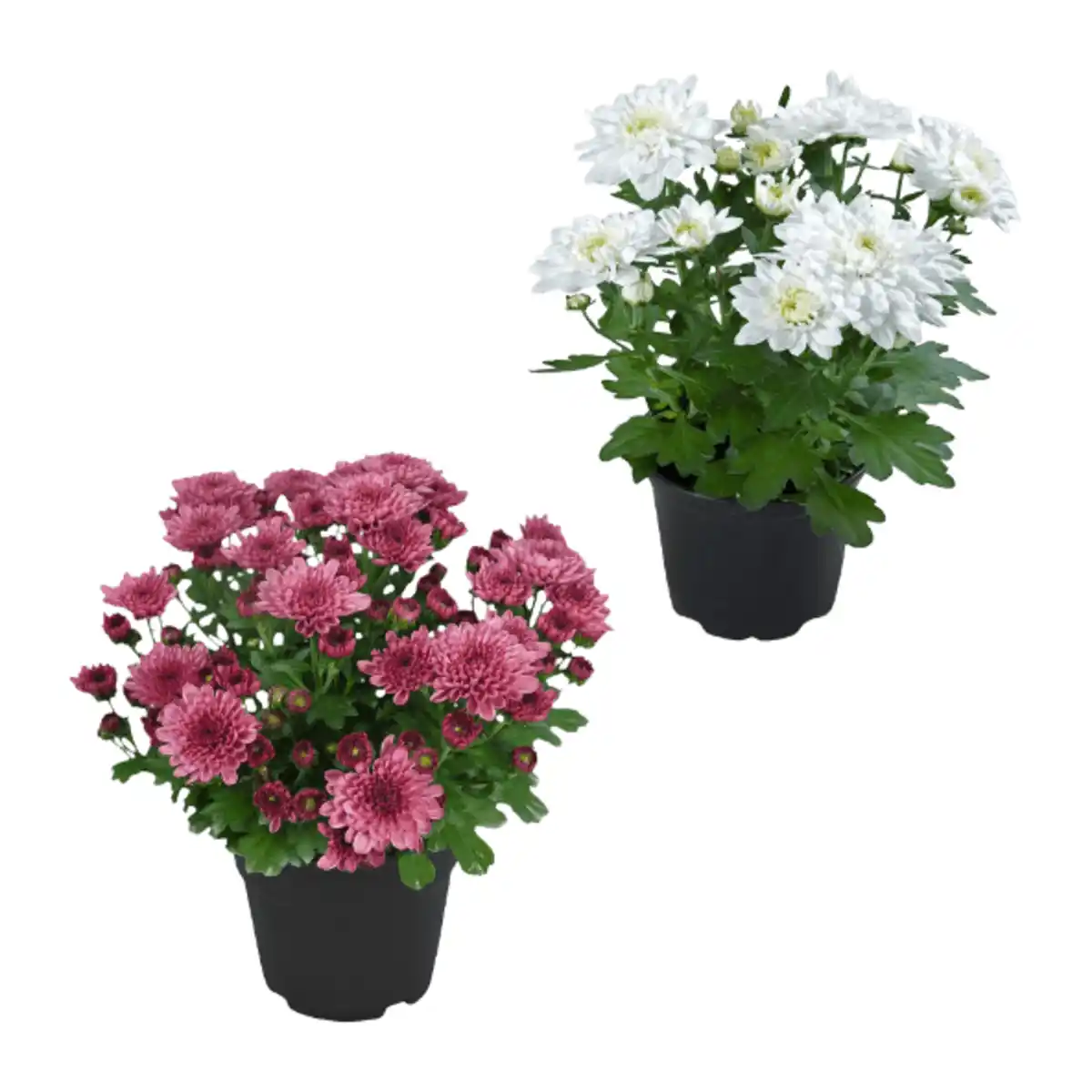 Bild 1 von GARDENLINE Chrysanthemen / -Trio