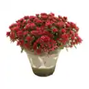 Bild 4 von GARDENLINE Sedum