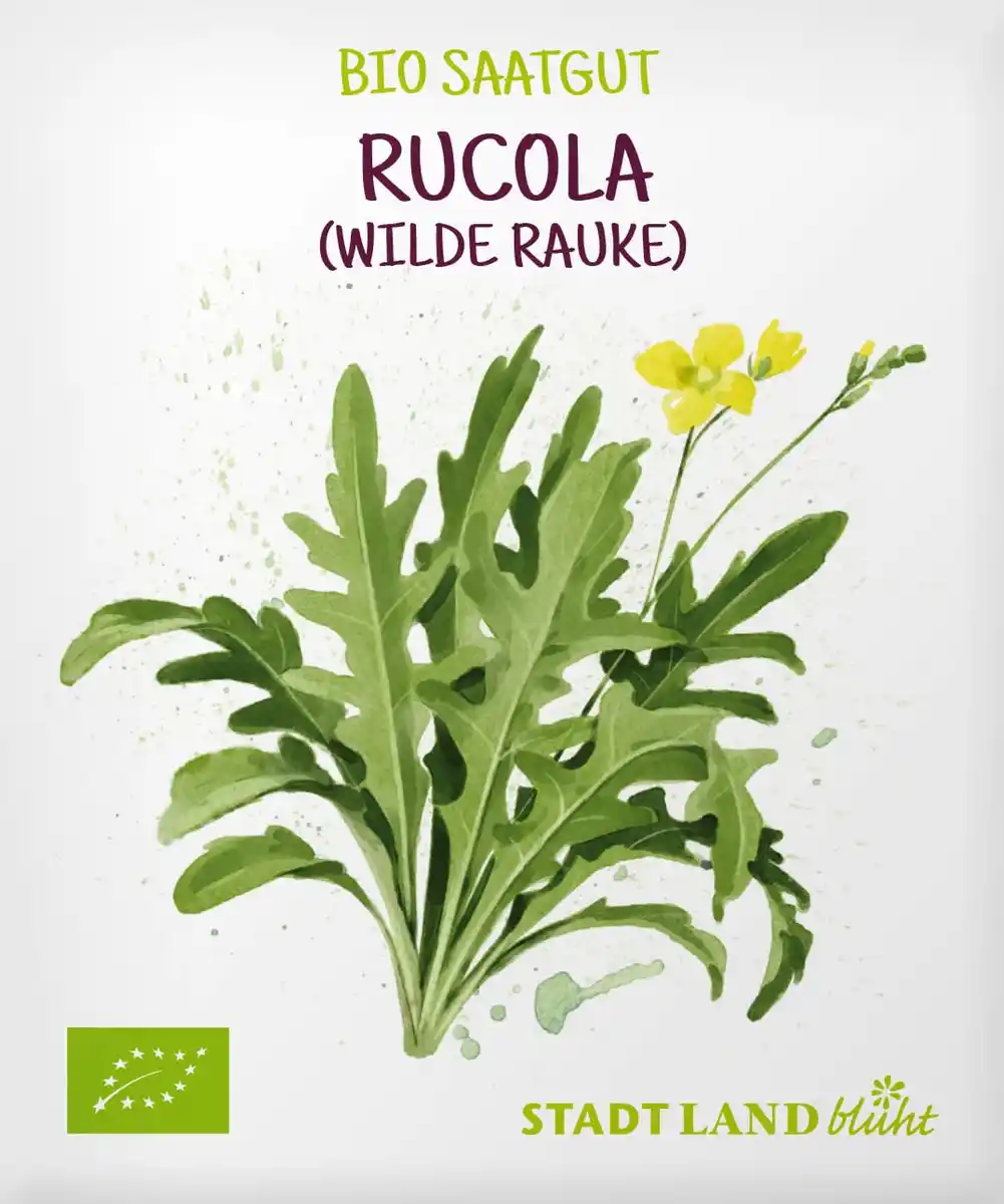Bild 1 von Stadt Land blüht Saaten, Rucola (Wilde Rauke)