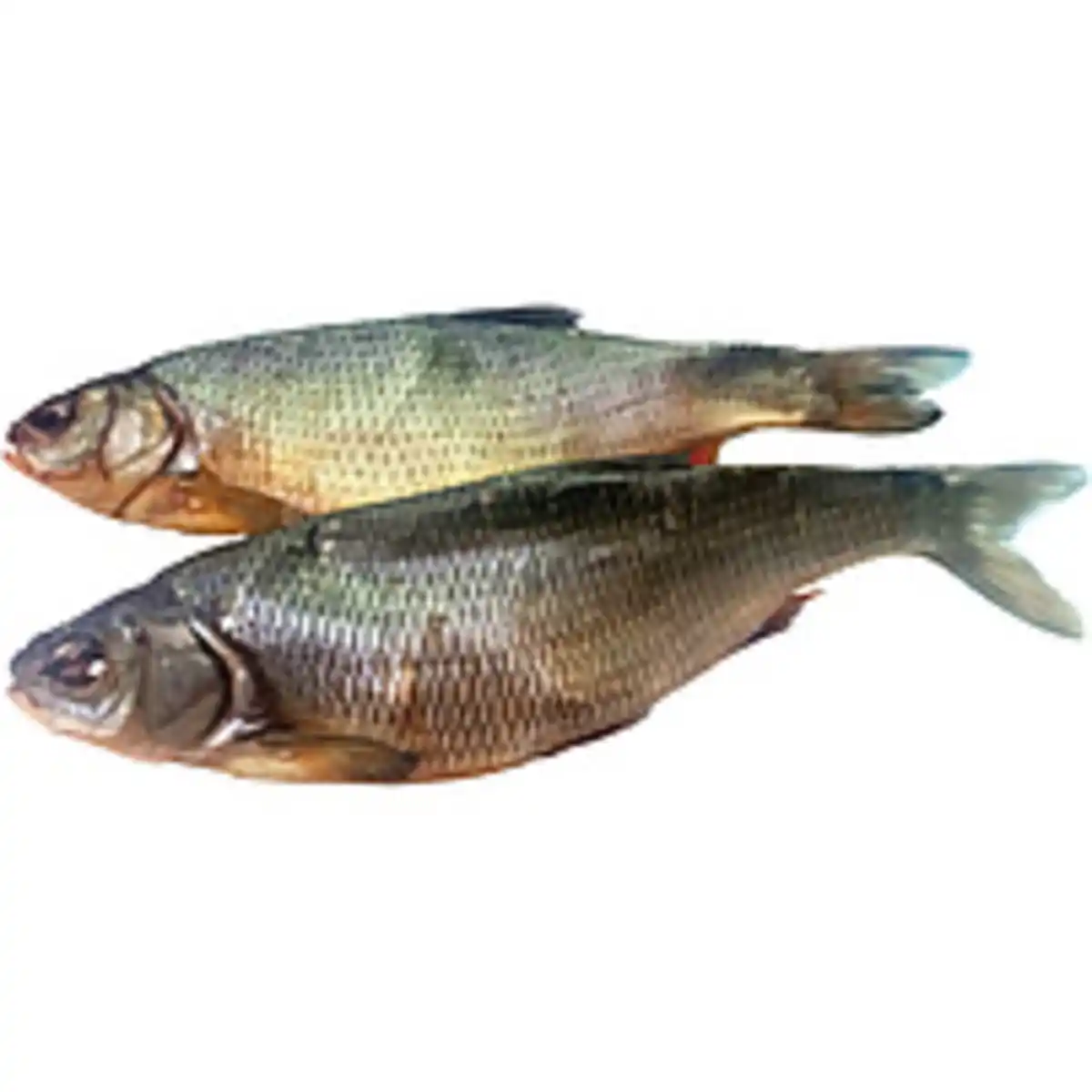 Bild 1 von Aland, ausgenommen, gesalzen und gedörrt /lose