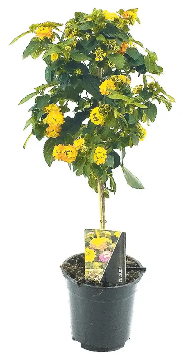 Bild 1 von Beet & Balkon Stämmchen