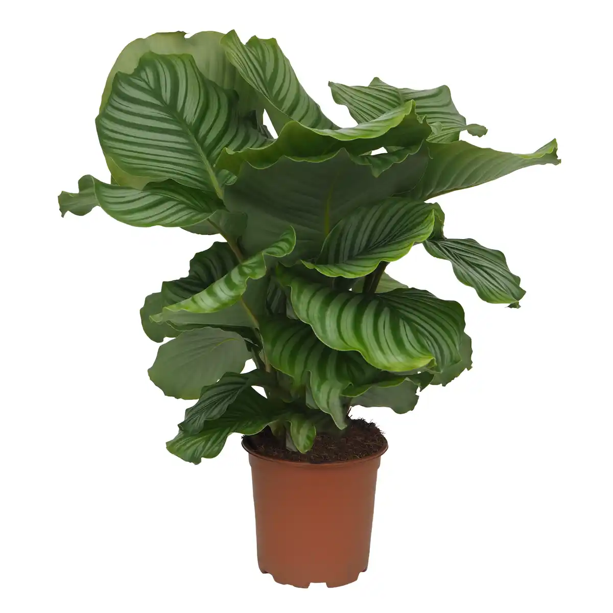 Bild 1 von Grünpflanzen verschiedene Sorten 19 cm Topf