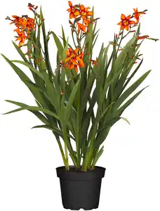 Mondbretia Crocosmia H ca 40 cm 23 cm Topf
