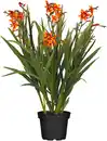 Bild 1 von Mondbretia Crocosmia H ca 40 cm 23 cm Topf