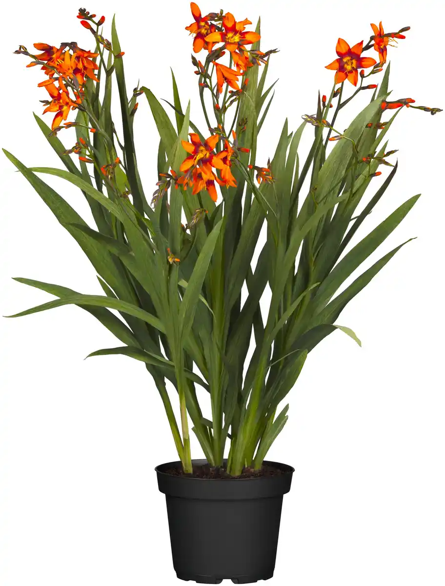 Bild 1 von Mondbretia Crocosmia H ca 40 cm 23 cm Topf