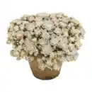 Bild 3 von GARDENLINE Sedum