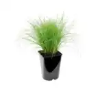 Bild 3 von GARDENLINE Winterhartes Ziergras