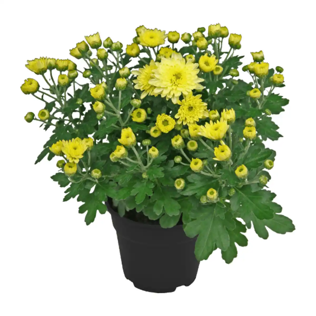 Bild 3 von GARDENLINE Chrysanthemen / -Trio