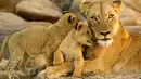 Bild 1 von Rundreisen Südafrika: Wildes Afrika hautnah: Auf den Spuren der Natur