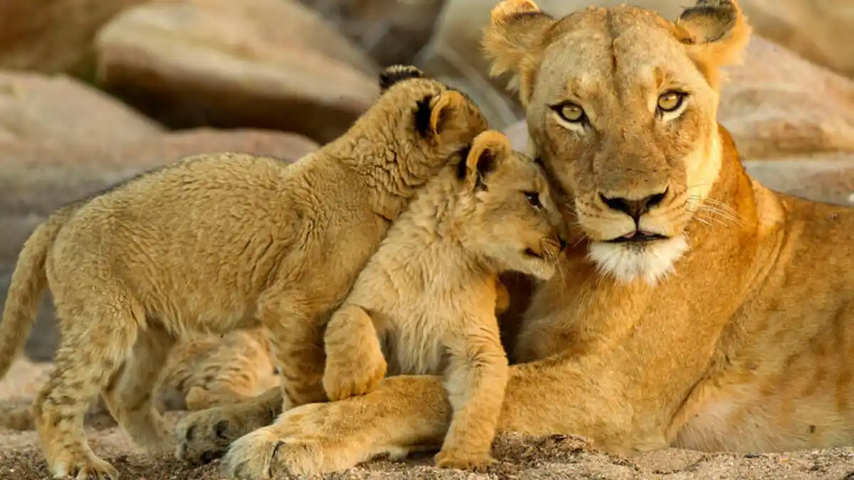 Bild 1 von Rundreisen Südafrika: Wildes Afrika hautnah: Auf den Spuren der Natur