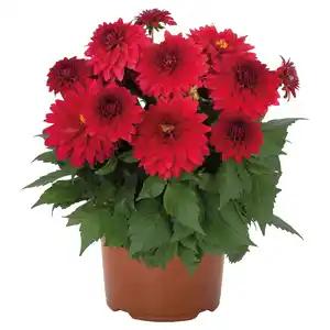 GARDENLINE Dahlie Temptation