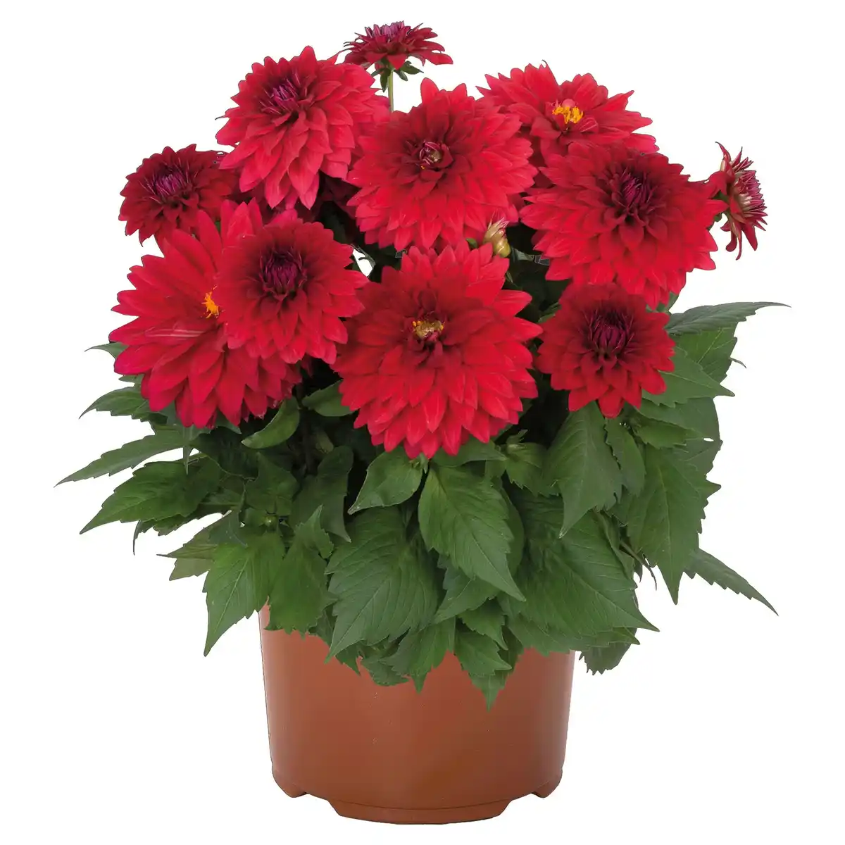 Bild 1 von GARDENLINE Dahlie Temptation