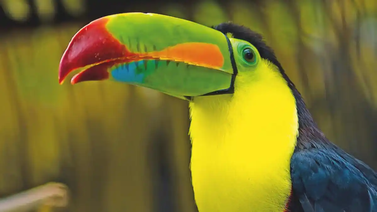 Bild 1 von Rundreisen Costa Rica: Hängebrücken, heiße Quellen & goldene Strände