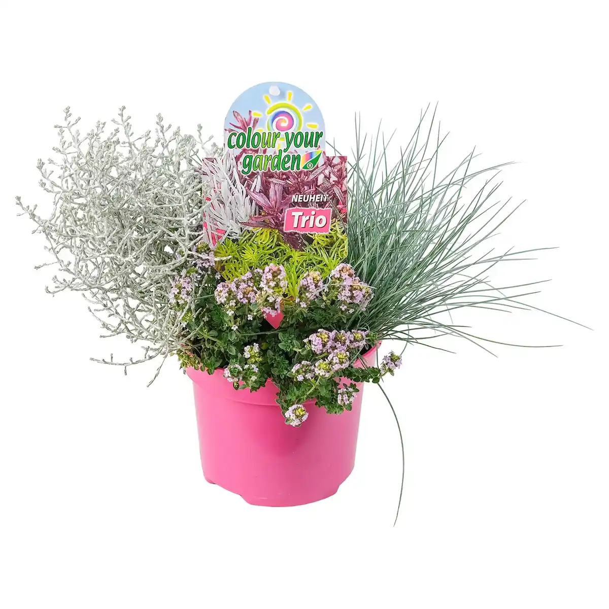 Bild 1 von GARDENLINE Chrysantheme Sollinea Mix