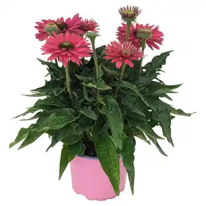 GARDENLINE Sonnenhut pink