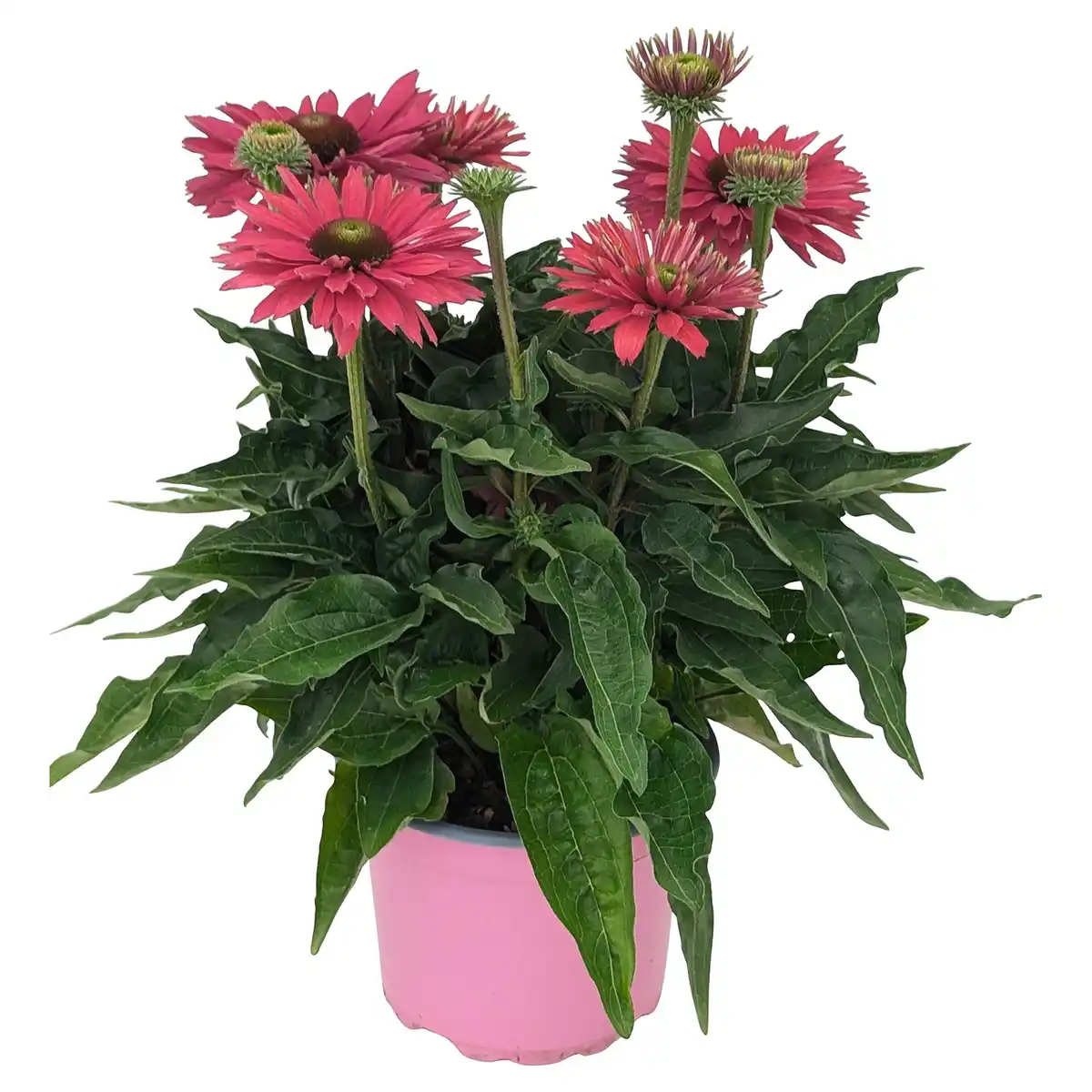 Bild 1 von GARDENLINE Sonnenhut pink