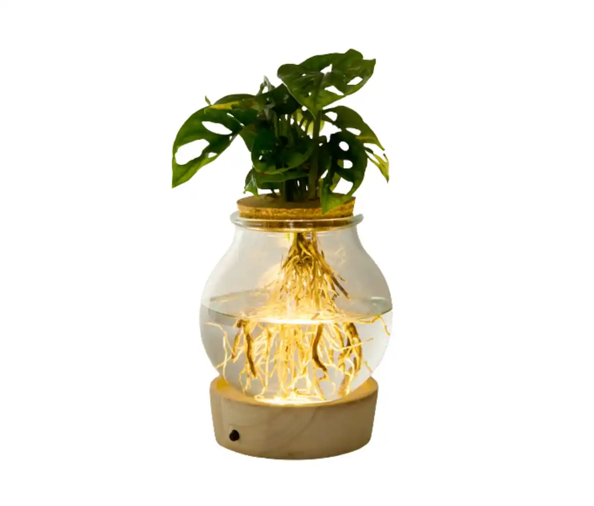 Bild 1 von Wasserpflanze im Glas mit LED »Monstera«