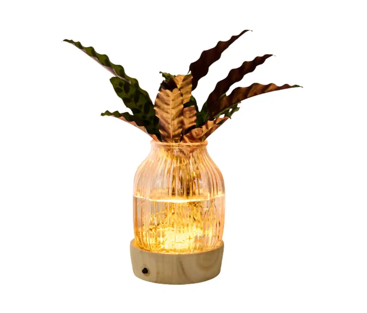 Bild 1 von Wasserpflanze im Glas mit LED »Calathea«