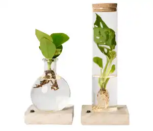 Wasserpflanze im Glas mit LED »Monstera und Clusia«