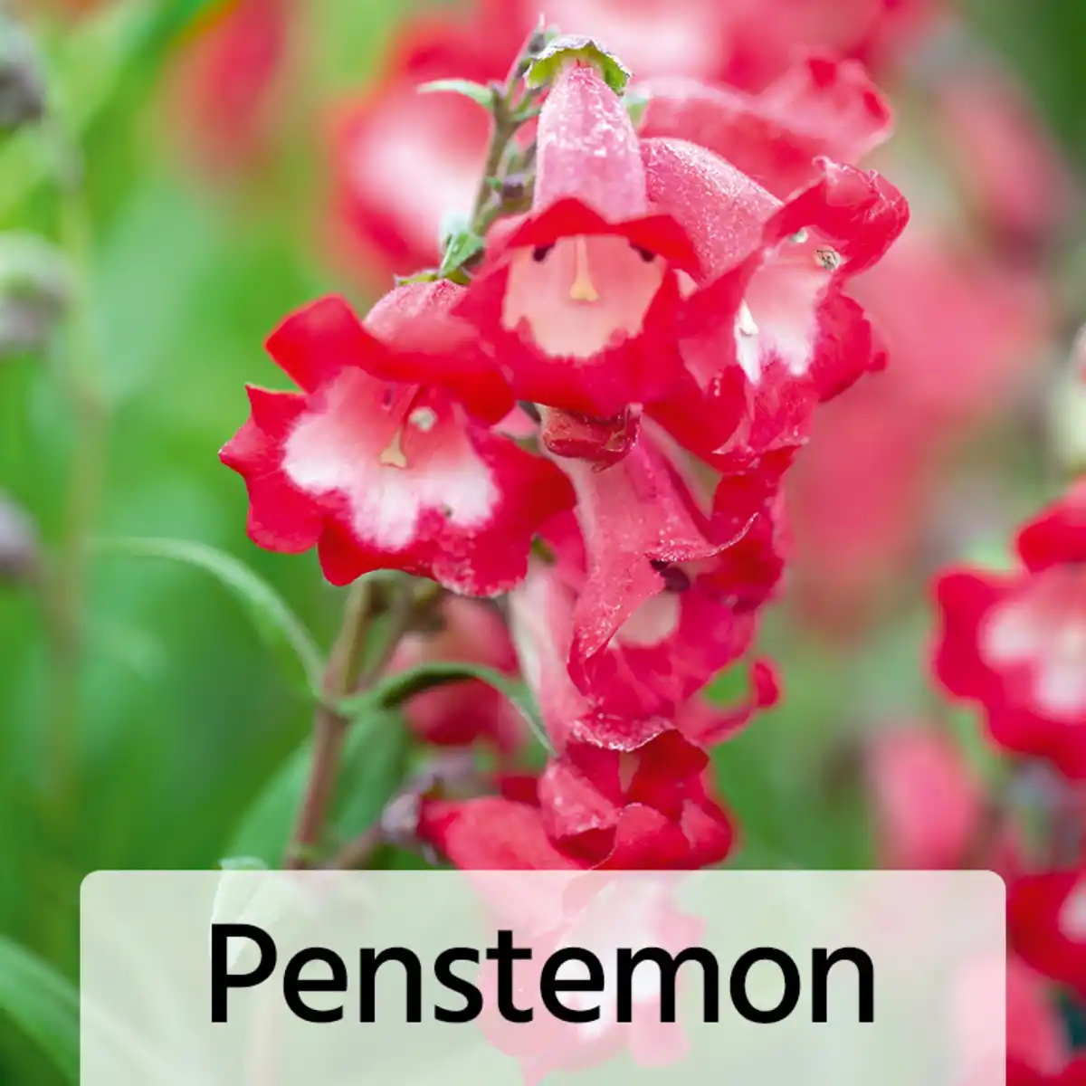 Bild 3 von Winterharte Blühstauden / Dahlien Busch XL