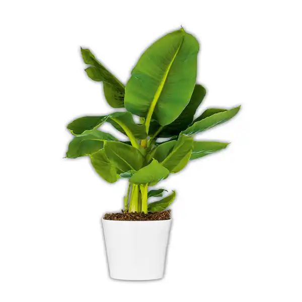 Bild 2 von Grünpflanze