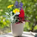 Bild 1 von Sommertraum Quattros-Mix