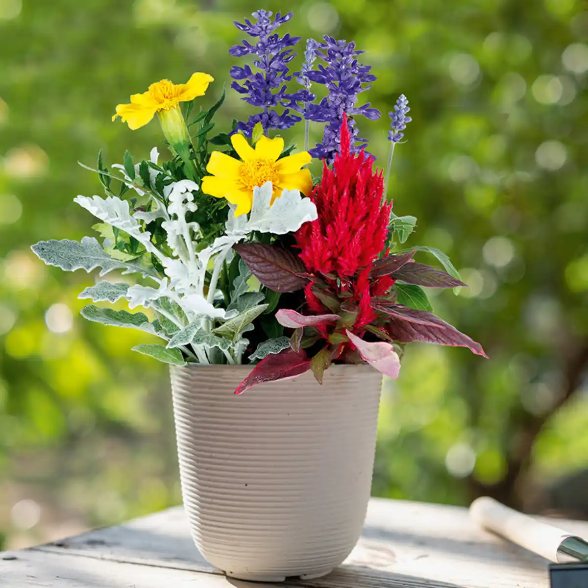 Bild 1 von Sommertraum Quattros-Mix