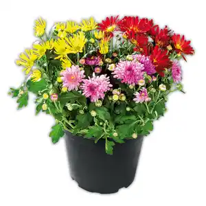Chrysanthemen-Busch