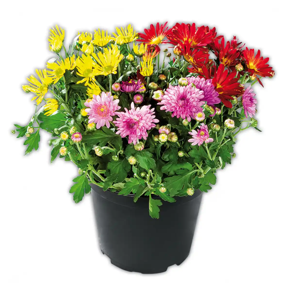 Bild 1 von Chrysanthemen-Busch