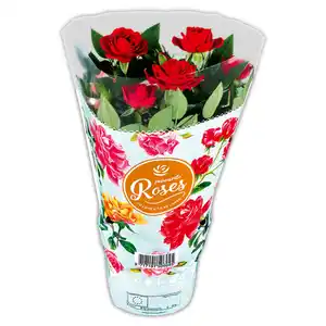 Topfrose