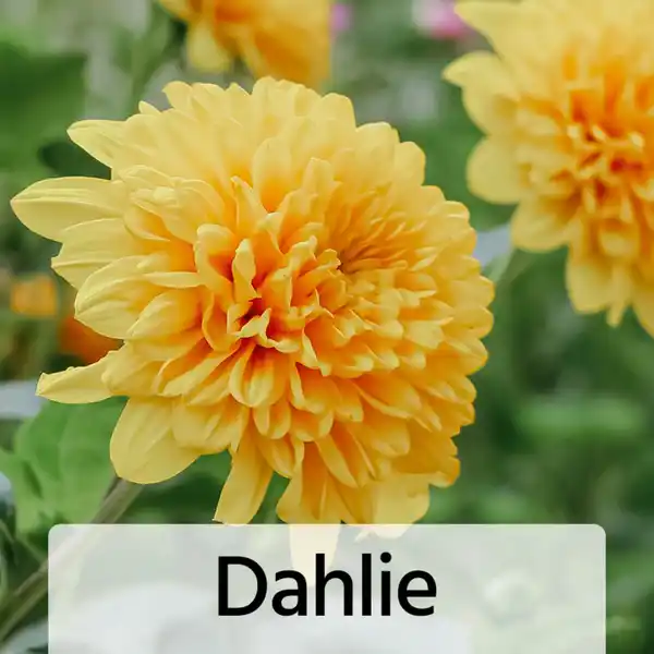 Bild 4 von Winterharte Blühstauden / Dahlien Busch XL