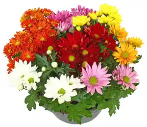 Chrysantheme