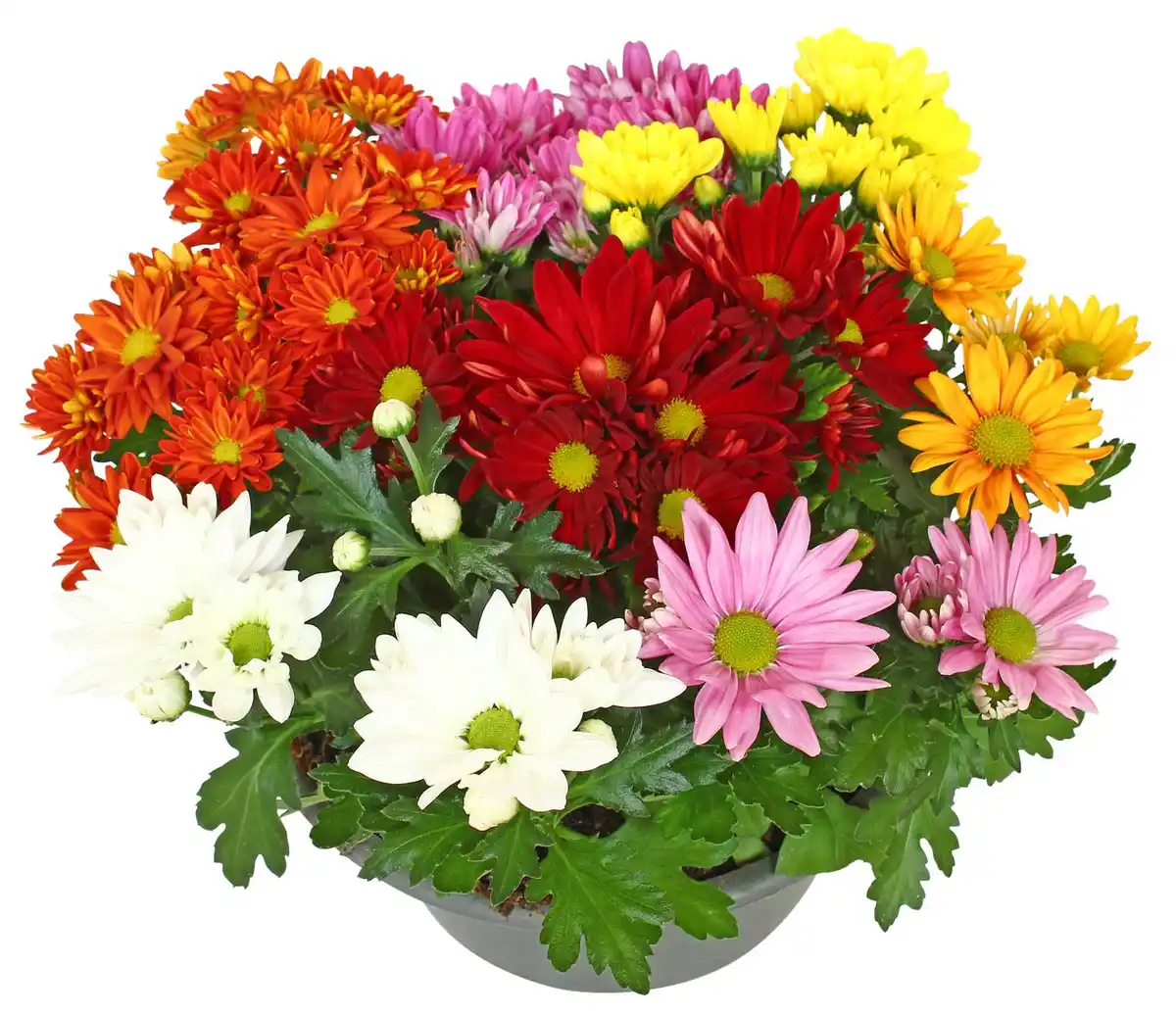 Bild 1 von Chrysantheme