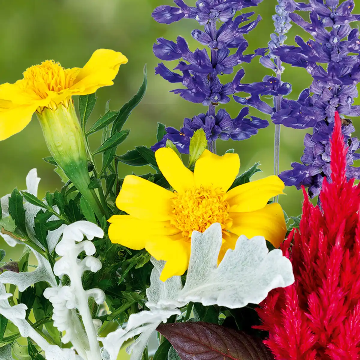 Bild 2 von Sommertraum Quattros-Mix