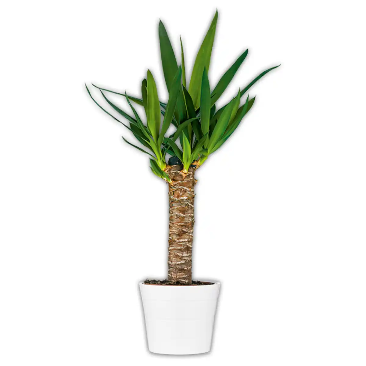 Bild 3 von Grünpflanze