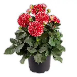 Winterharte Blühstauden / Dahlien Busch XL