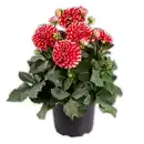 Bild 1 von Winterharte Blühstauden / Dahlien Busch XL