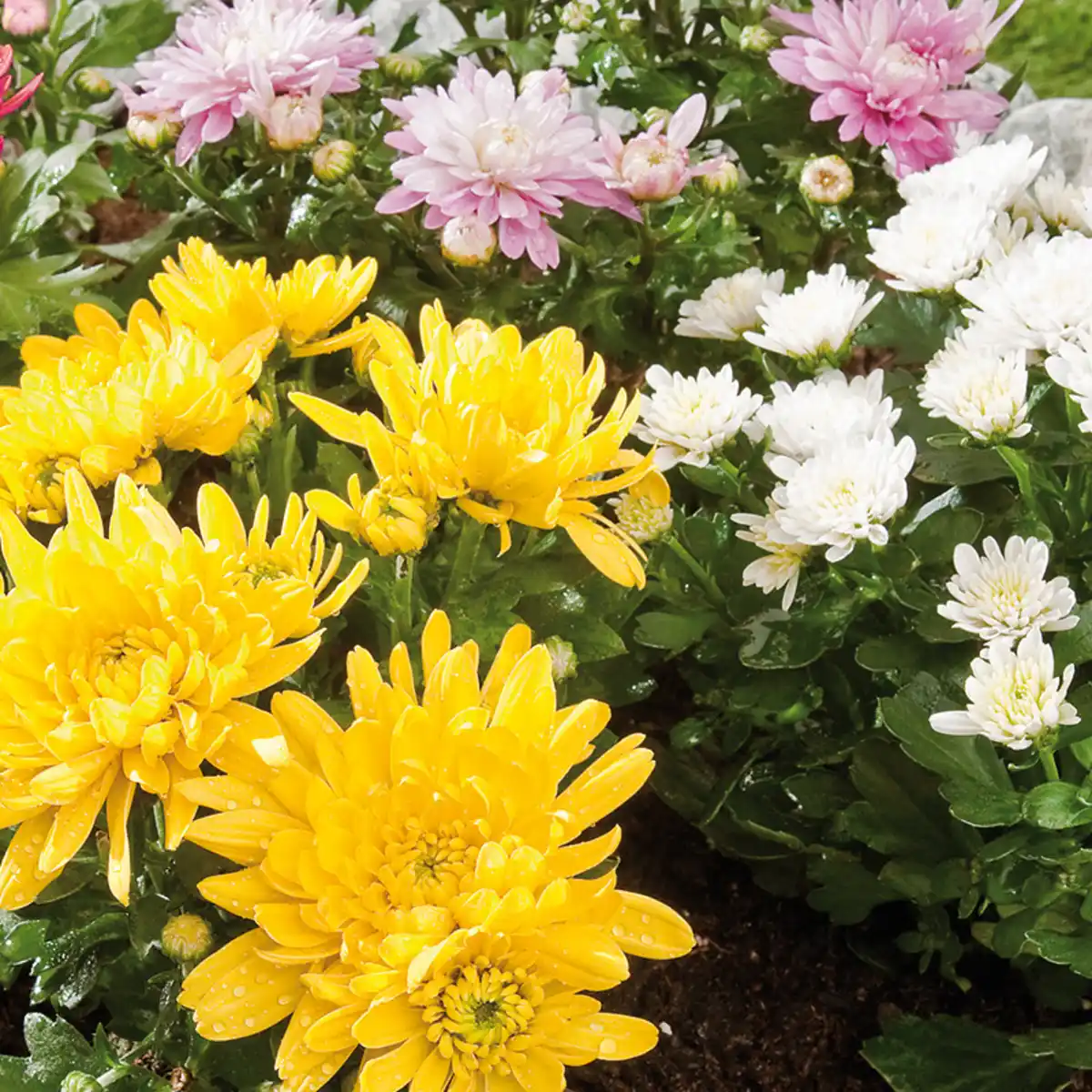 Bild 2 von Chrysanthemen-Busch