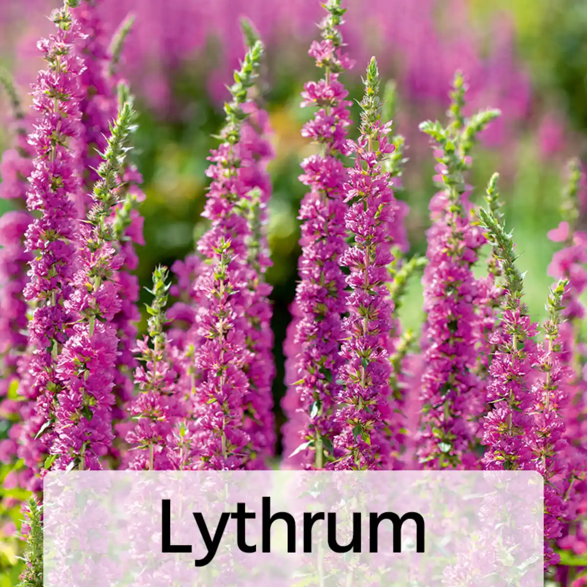 Bild 2 von Winterharte Blühstauden / Dahlien Busch XL