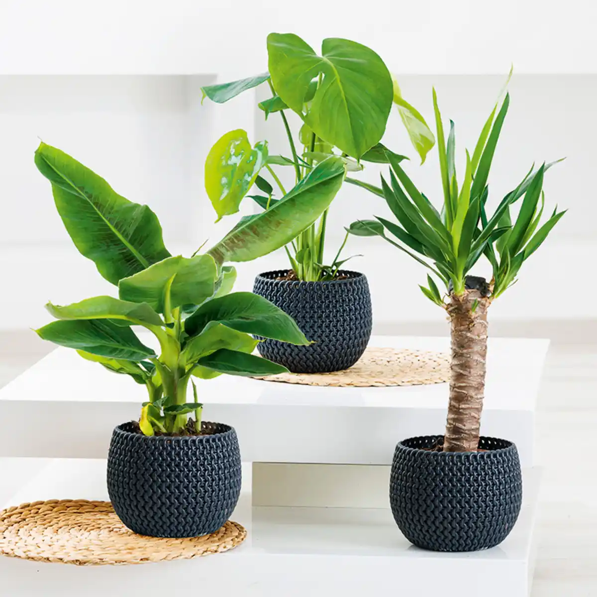 Bild 1 von Grünpflanze